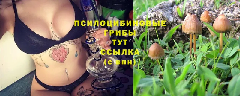 Галлюциногенные грибы Psilocybe  Вуктыл 